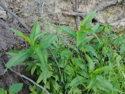 Persicaria extremiorientalis, photographed by Laura J. Costello