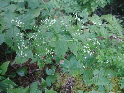 Galium asprellum, photographed by Laura J. Costello