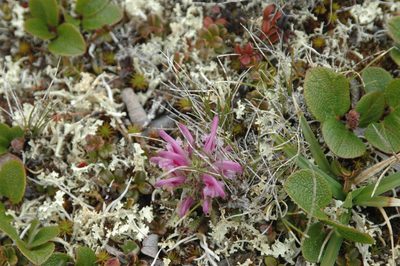 Pedicularis langsdorffii, photographed by Syd Cannings