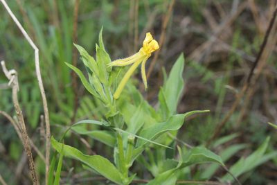 Oenothera parviflora, photographed by Quinten Wiegersma