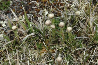 Antennaria monocephala, photographed by Syd Cannings