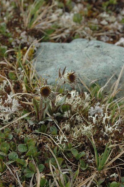 Tephroseris lindstroemii, photographed by Syd Cannings