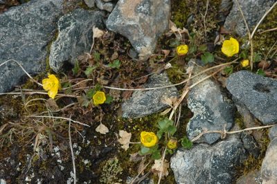 Ranunculus eschscholtzii, photographed by Syd Cannings