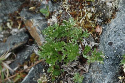 Artemisia norvegica, photographed by Syd Cannings