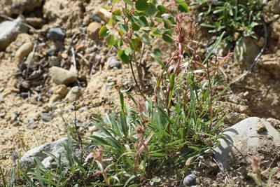Penstemon gormanii, photographed by Syd Cannings