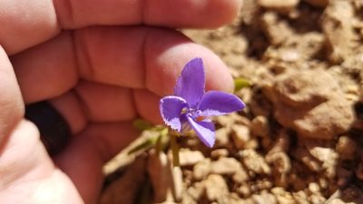 Gentianopsis barbellata, photographed by Jeff Wilson