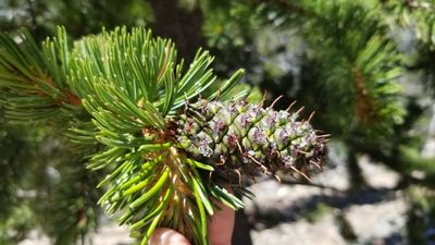 Pinus aristata, photographed by Jeff Wilson