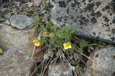Potentilla hyparctica, photographed by Syd Cannings