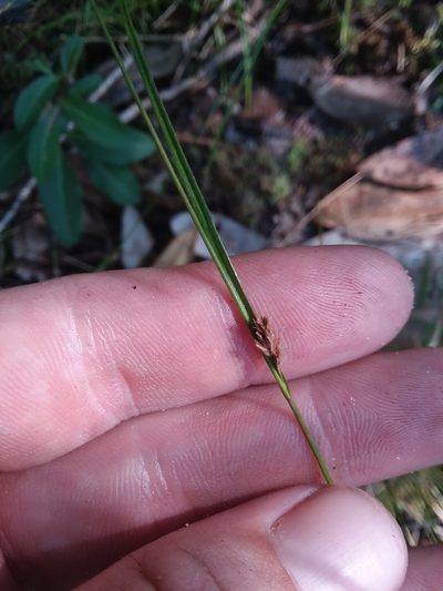 Rhynchospora leptocarpa, photographed by Will McFarland