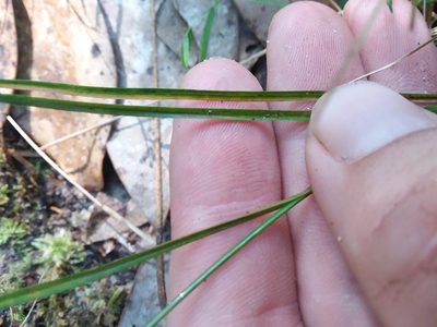 Rhynchospora leptocarpa, photographed by Will McFarland