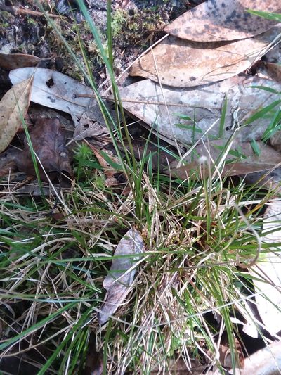 Rhynchospora leptocarpa, photographed by Will McFarland