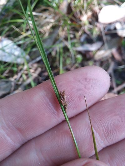 Rhynchospora leptocarpa, photographed by Will McFarland