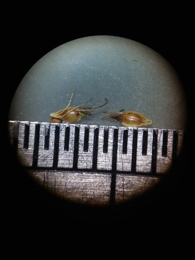 Rhynchospora leptocarpa, photographed by Will McFarland