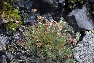 Podistera yukonensis, photographed by Syd Cannings