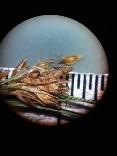 Rhynchospora leptocarpa, photographed by Will McFarland