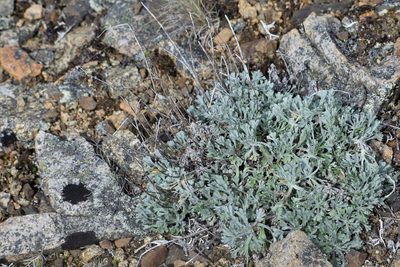 Artemisia alaskana, photographed by Syd Cannings