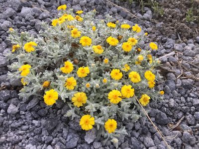 Thymophylla micropoides, photographed by Karla M. Benítez