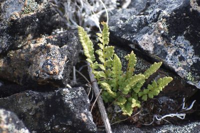Woodsia glabella, photographed by Syd Cannings