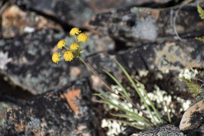 Bupleurum americanum, photographed by Syd Cannings