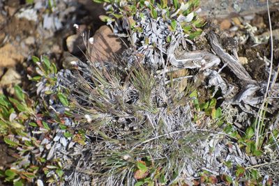 Eremogone capillaris, photographed by Syd Cannings