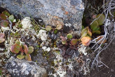 Pyrola grandiflora, photographed by Syd Cannings