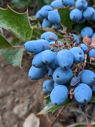 Berberis piperiana, photographed by Alex Heyman