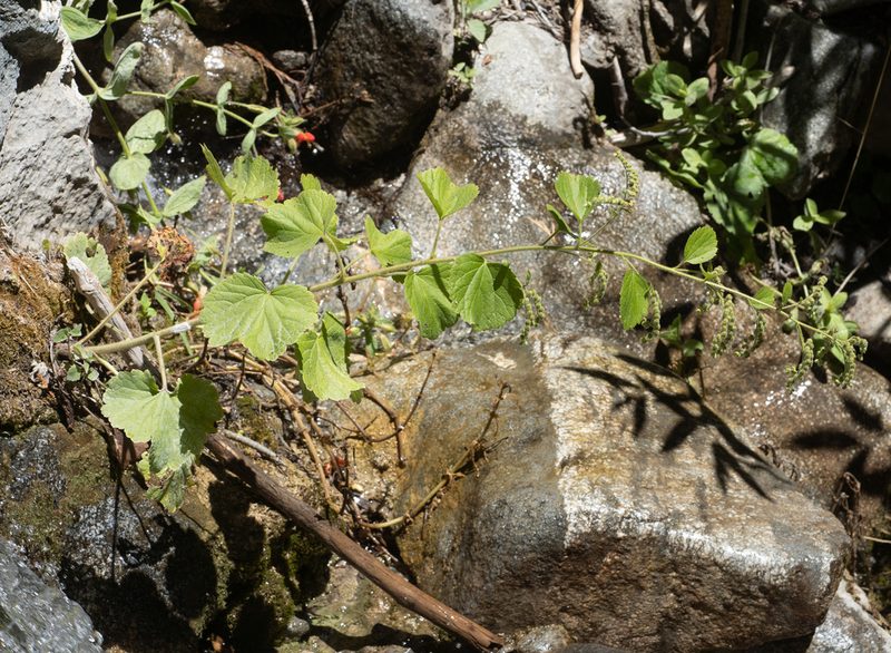 Boykinia rotundifolia, photographed by Jesse Rorabaugh
