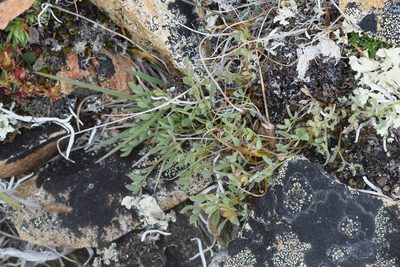 Podistera yukonensis, photographed by Syd Cannings