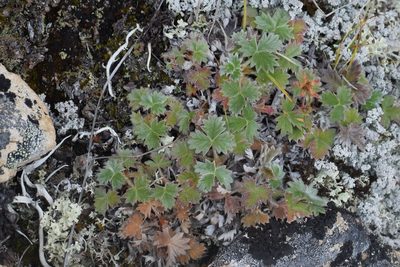 Potentilla subvahliana, photographed by Syd Cannings