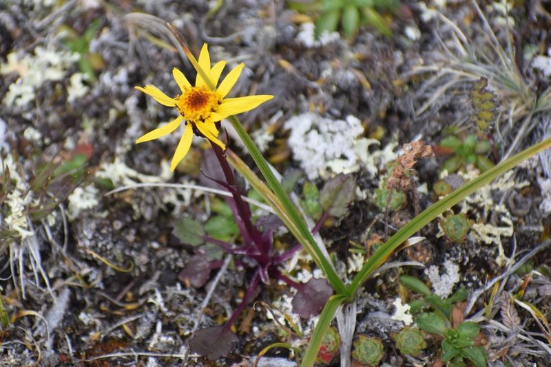 Packera cymbalaria, photographed by Syd Cannings
