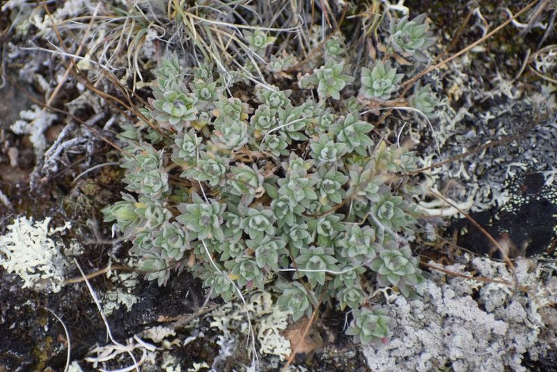Draba nivalis, photographed by Syd Cannings