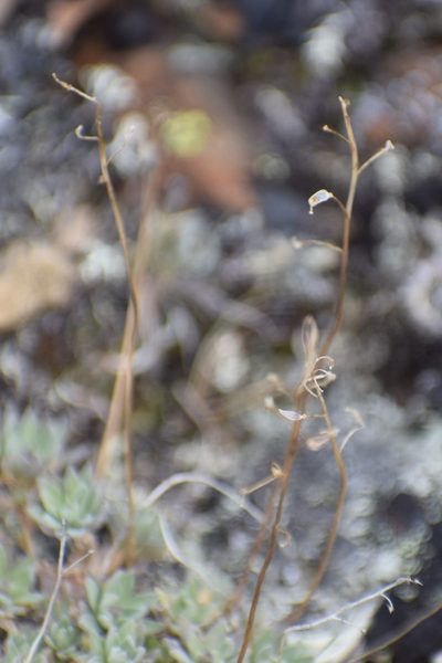 Draba nivalis, photographed by Syd Cannings
