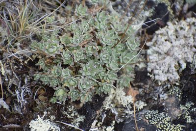 Draba nivalis, photographed by Syd Cannings