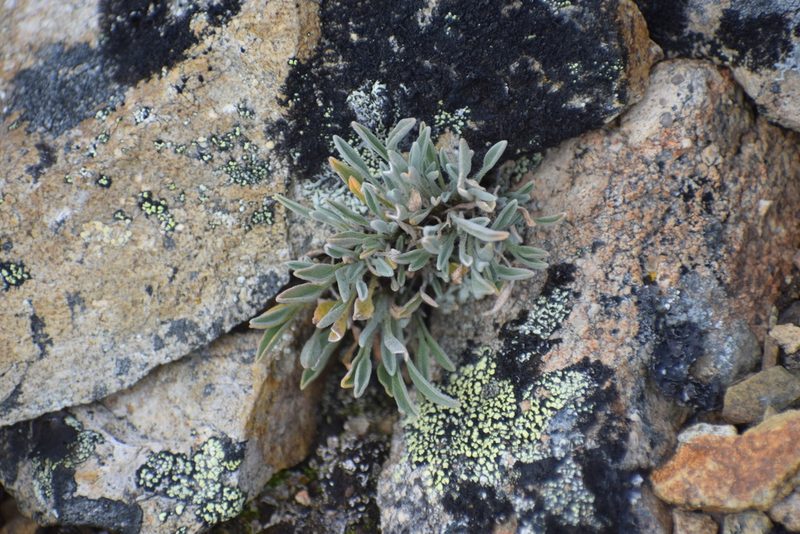 Smelowskia porsildii, photographed by Syd Cannings
