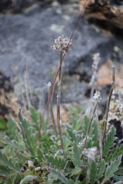 Phacelia mollis, photographed by Syd Cannings
