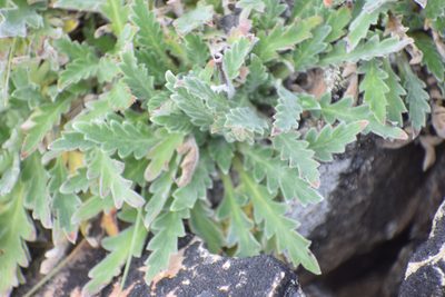 Phacelia mollis, photographed by Syd Cannings