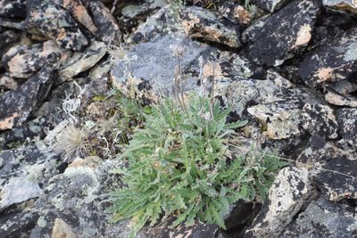 Phacelia mollis, photographed by Syd Cannings