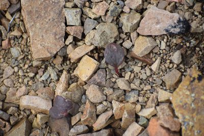 Claytonia ogilviensis, photographed by Syd Cannings