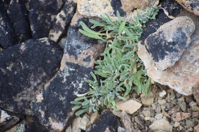 Smelowskia porsildii, photographed by Syd Cannings