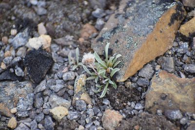 Antennaria friesiana, photographed by Syd Cannings