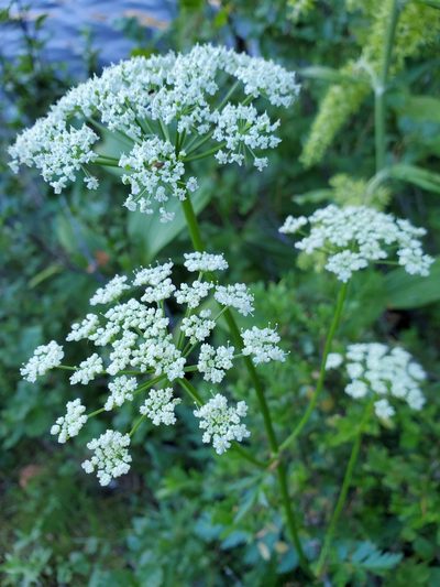 Ligusticum canbyi, photographed by Shane Johnson