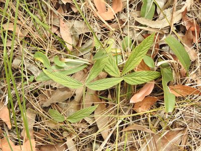 Flemingia parviflora, photographed by Greg Tasney