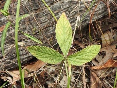 Flemingia parviflora, photographed by Greg Tasney