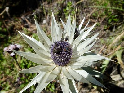 Eryngium proteiflorum, photographed by Fabien Anthelme