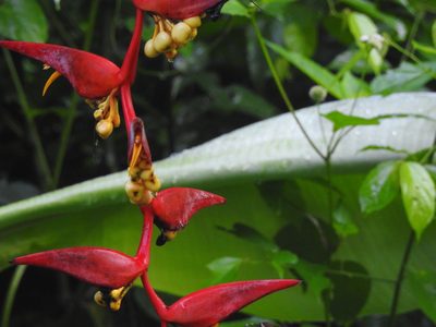 Heliconia collinsiana, photographed by Diana Fuentes