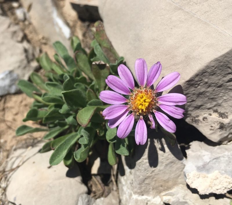 Townsendia montana, photographed by Whitney Brook Matson