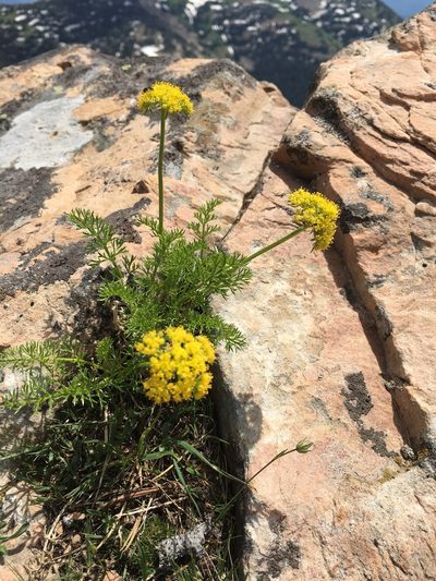 Cymopterus hendersonii, photographed by Whitney Brook Matson