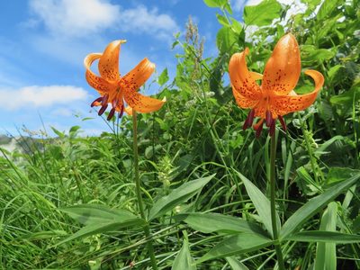 Lilium medeoloides, photographed by Marco Mussita