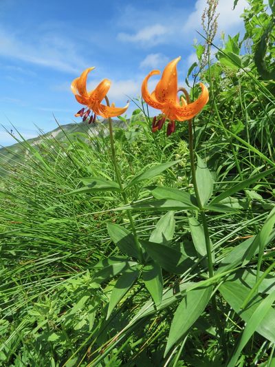 Lilium medeoloides, photographed by Marco Mussita
