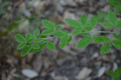 Cytisus villosus, photographed by Nico Hernandez